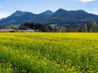 Rapsfeld mit Aschauer Bergkulisse
